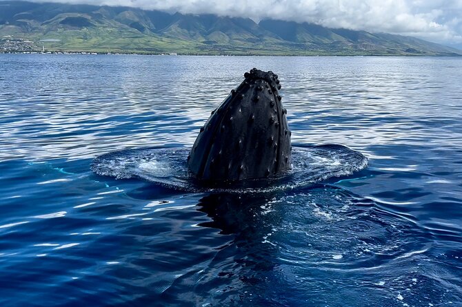 Maui Mid Day Magic Whale Watch - Island views beyond the whales