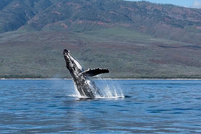 Maui Mid Day Magic Whale Watch - What is included, and what you should bring