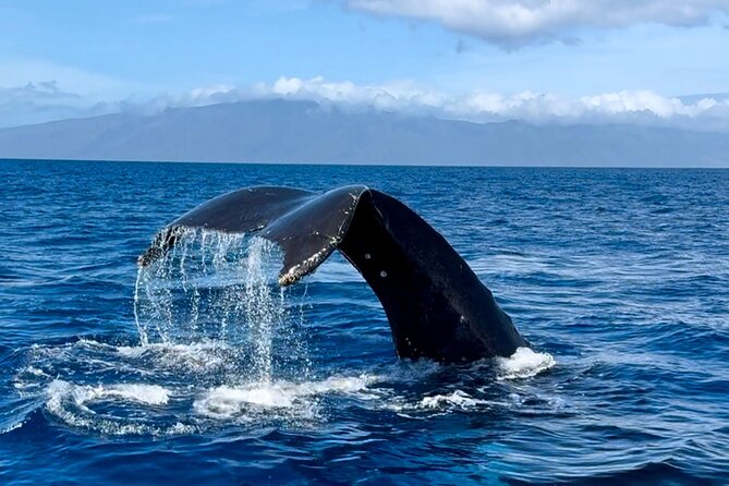 Maui Mid Day Magic Whale Watch - Is the small-group format worth the cost?