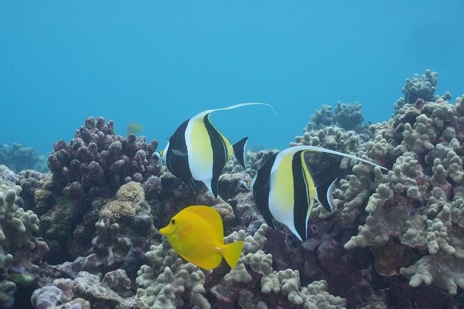 Maui: Molokini and Turtles Luxury Yacht Snorkel - Who will enjoy this yacht most