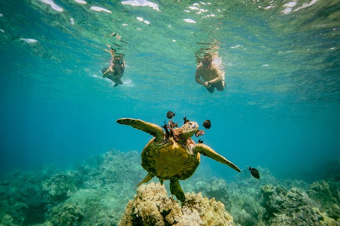 Maui: Molokini Crater and Turtle Town Snorkeling From Kihei - Should you book it?