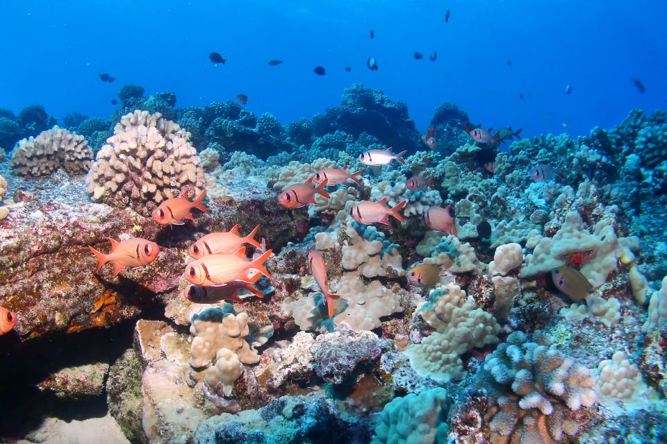 Maui: Molokini Snorkel and Performance Sail with Lunch - Molokini’s crater and its clear protected water