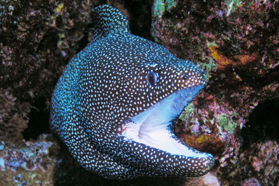 Maui: Molokini Snorkel and Performance Sail with Lunch - What the sailing portion is really like