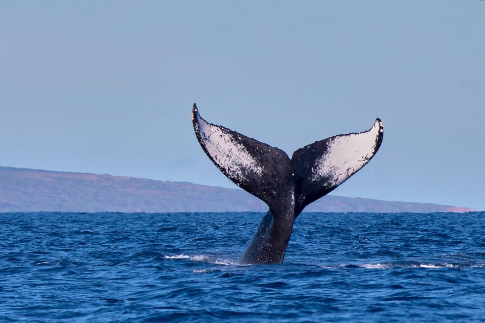Maui: Molokini Snorkel and Performance Sail with Lunch - The practical value of $200 per person