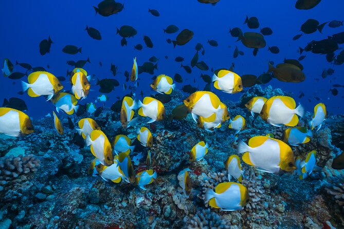 Maui: Molokini & Turtle Town Snorkel & Waterslide Adventure - Turtle Town and the search for sea turtles
