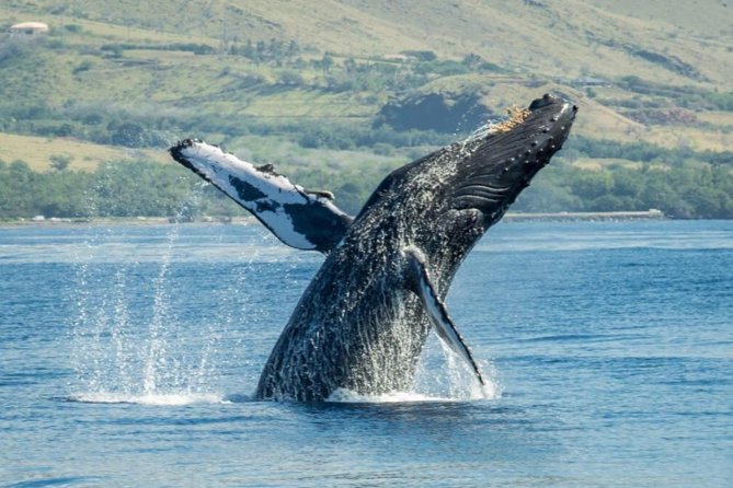Maui: Original Sunset Cruise with Open Bar from Ka’anapali Beach - Whale watching from December 15 through April 15