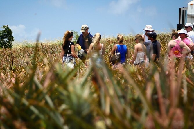 Maui Pineapple Farm Tour in Haliimaile - The Maui Pineapple Store is the practical starting point