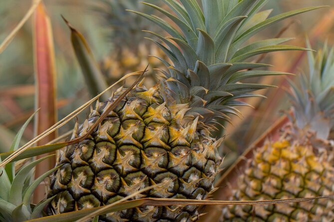 Maui Pineapple Farm Tour in Haliimaile - Tasting Maui Gold at different stages