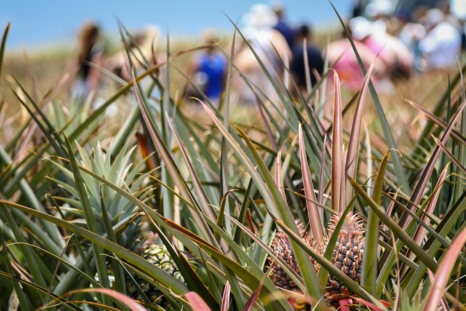 Maui Pineapple Farm Tour in Haliimaile - The airport-ready pineapple is more useful than a souvenir