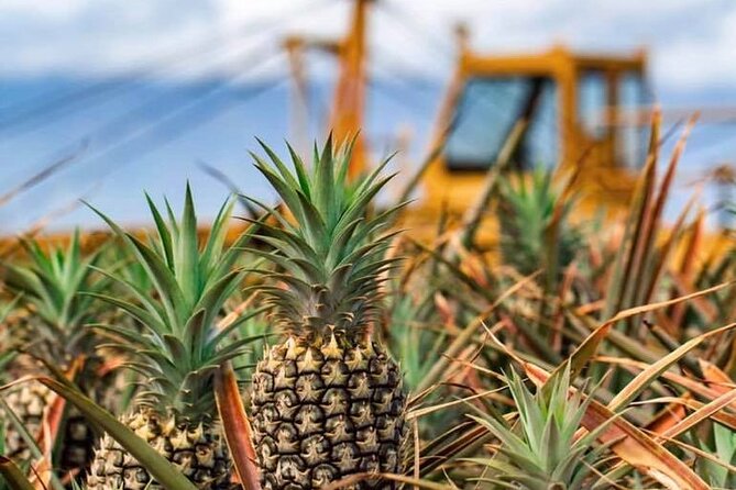 Maui Pineapple Farm Tour in Haliimaile - Is $99.48 a fair price for 90 minutes?