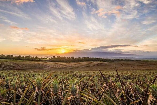 Maui Pineapple Tour: Farm and Feast Experience - Why this farm visit is more than a pineapple tasting