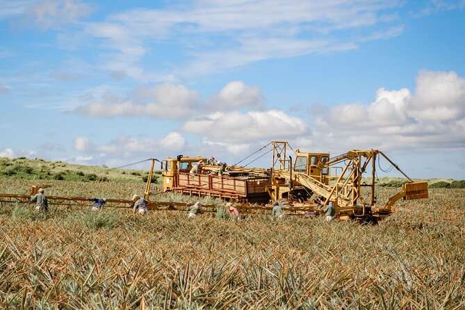 Maui Pineapple Tour: Farm and Feast Experience - Walking the Maui Gold fields with a guide