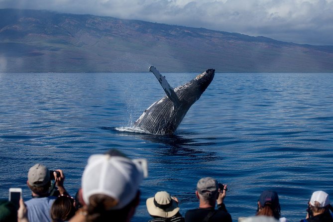 Maui Premium Sunset Dinner Cruise & Whale Watch - At a glance