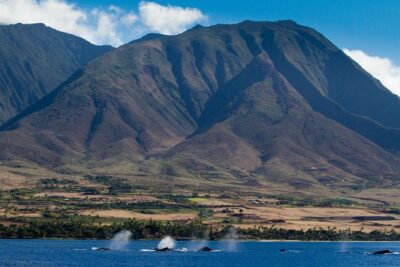 Maui Premium Sunset Dinner Cruise & Whale Watch