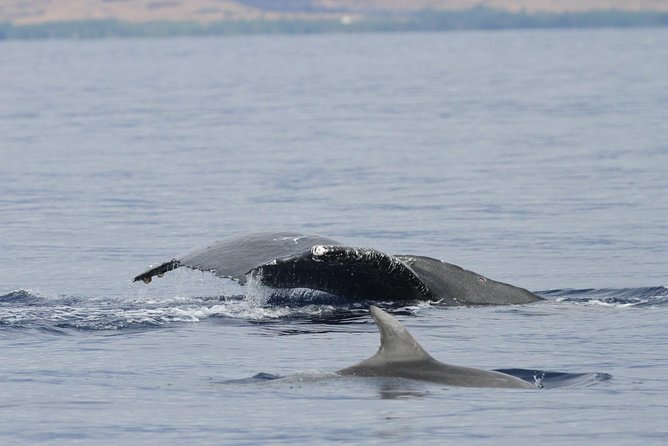 Maui Premium Sunset Dinner Cruise & Whale Watch - Practical advice before you go
