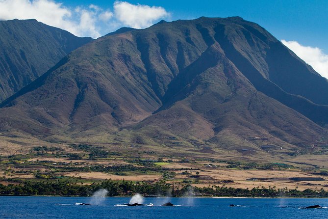 Maui Premium Sunset Dinner Cruise & Whale Watch - Watching humpbacks in Maui waters