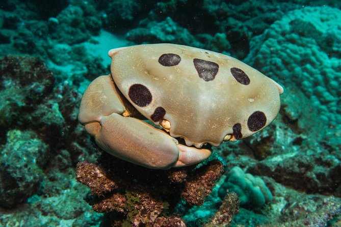 Maui Scuba Diving Introductory Lesson from Lahaina - Who will get the most from this lesson
