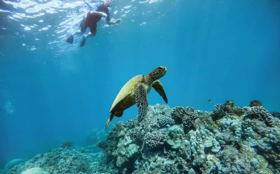 Maui: Semi-Private 3 Hour Eco-Raft Turtle Snorkel Tour - Key points to know before you book