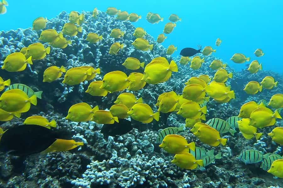 Maui: Semi-Private 3 Hour Eco-Raft Turtle Snorkel Tour - Two hours at an all-level snorkel site