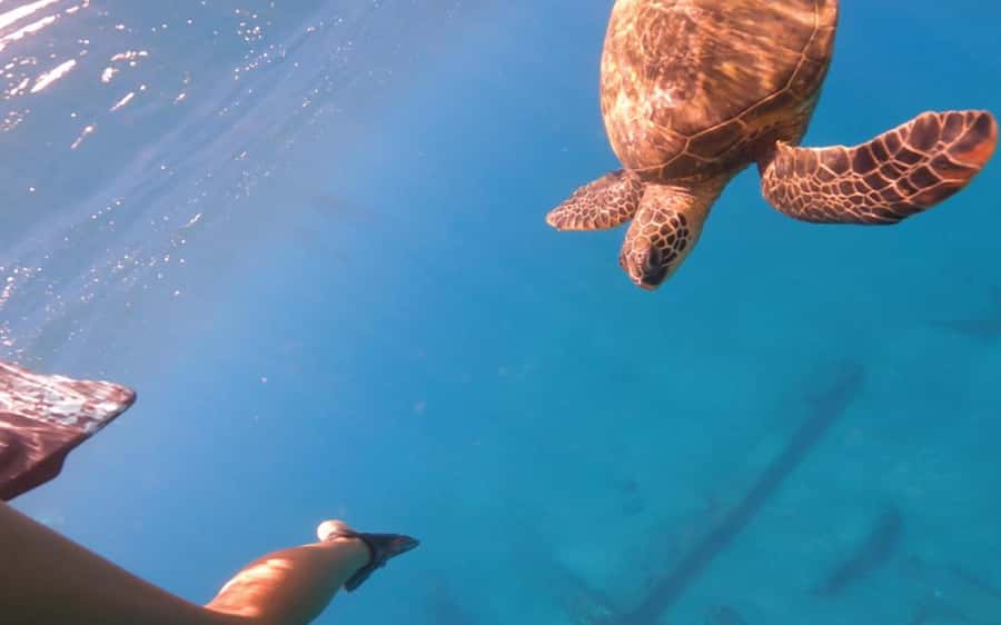Maui: Semi-Private 3 Hour Eco-Raft Turtle Snorkel Tour - Why the lifeguard setup matters