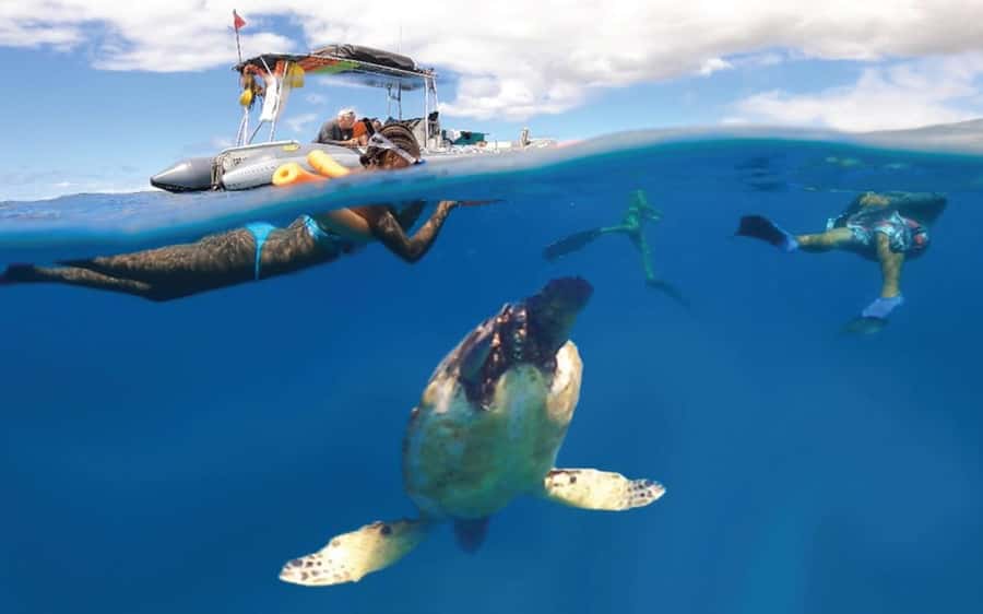 Maui: Semi-Private 3 Hour Eco-Raft Turtle Snorkel Tour - Check-in at 1223 Front Street
