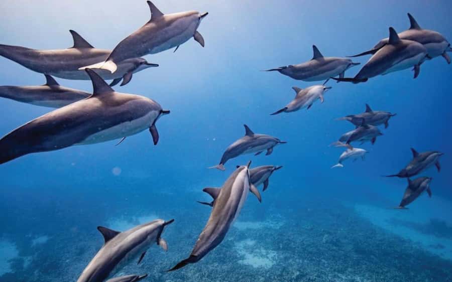 Maui: Semi-Private Eco-Raft Lanai Snorkel & Dolphin Tour - Morning snorkeling and breakfast at Lanai