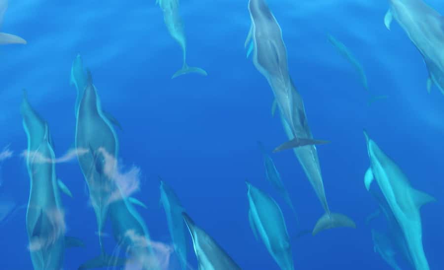 Maui: Semi-Private Eco-Raft Lanai Snorkel & Dolphin Tour - A second snorkel stop with lunch in between