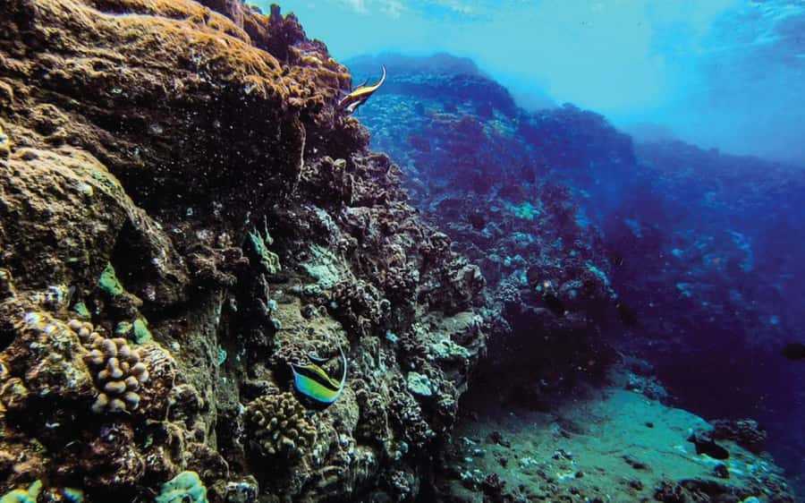 Maui: Semi-Private Eco-Raft Lanai Snorkel & Dolphin Tour - Why the crew matters