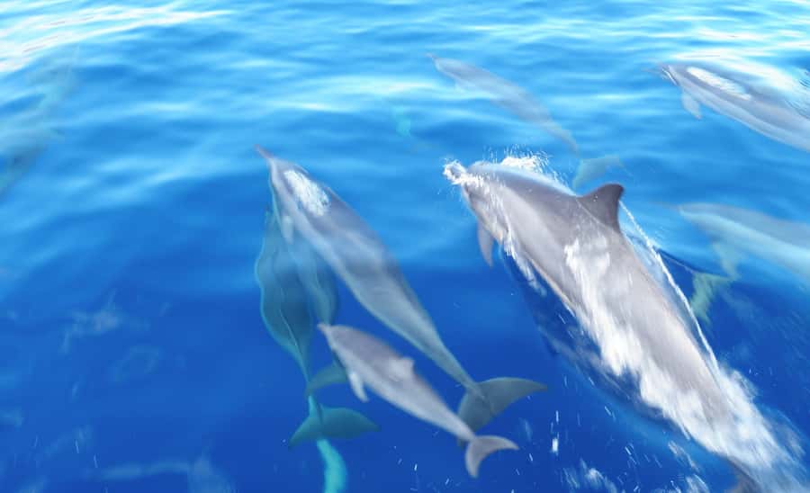 Maui: Semi-Private Eco-Raft Lanai Snorkel & Dolphin Tour - Who should book this Lanai tour?