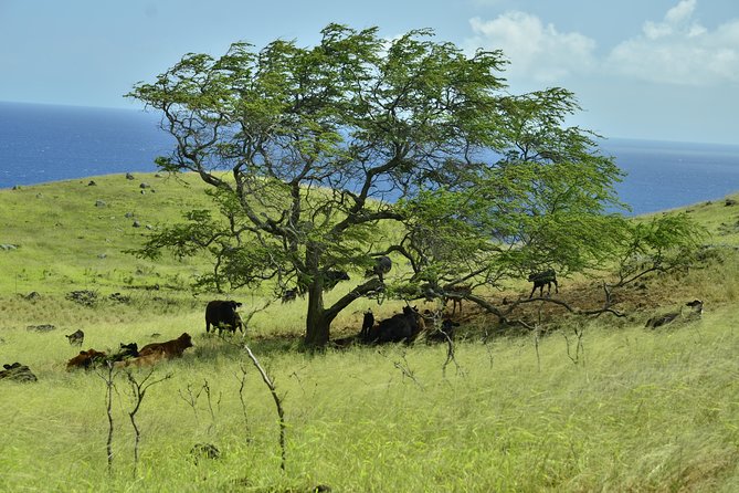 Maui Shore Excursions : Road to Hana With Pickup & Lunch - What the Guide Adds to the Day