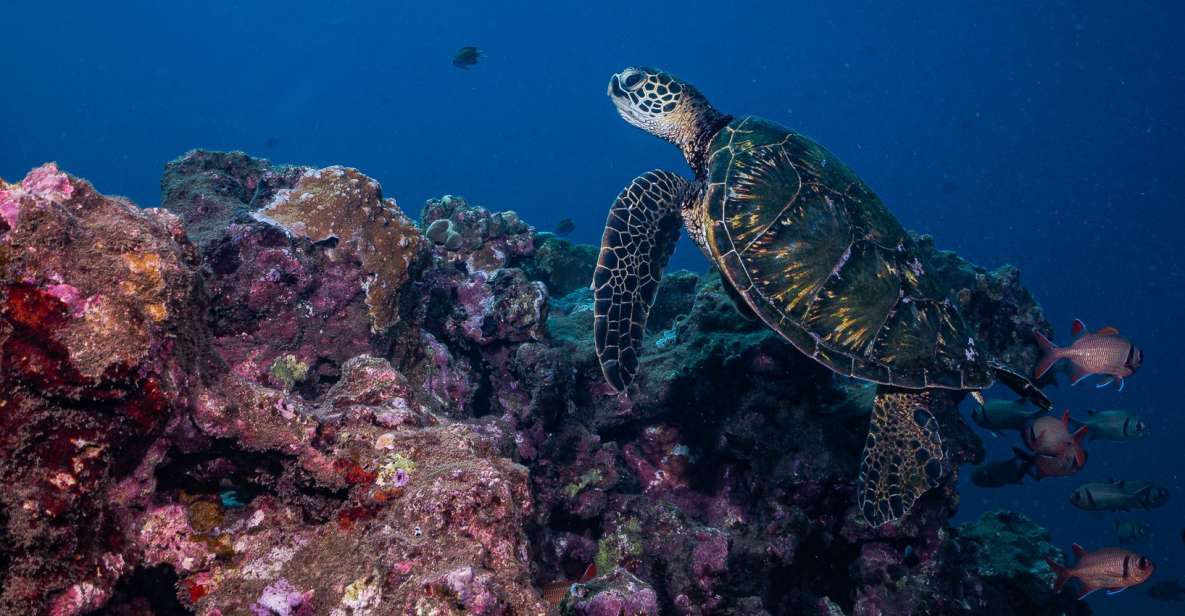 Maui: Small Group Shark & Turtle Scuba Dive from Shore - Key points to know before you book