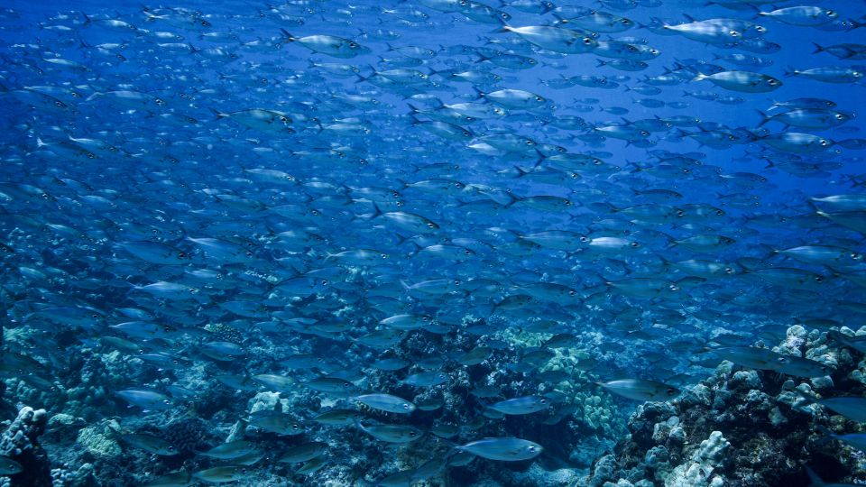 Maui: Small Group Shark & Turtle Scuba Dive from Shore - The 20-minute safety briefing