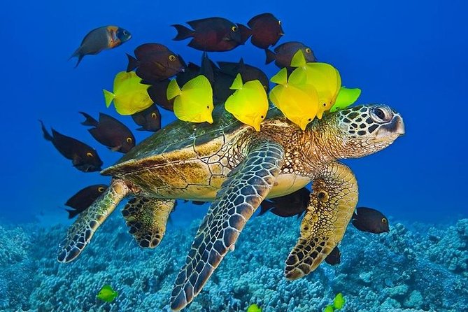 Maui Snorkel Adventure: Molokini Crater and Turtle Cove - Is the $198 price fair?