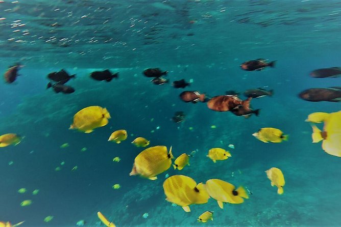 Maui Snorkel Adventure: Molokini Crater and Turtle Cove - Who will enjoy this most