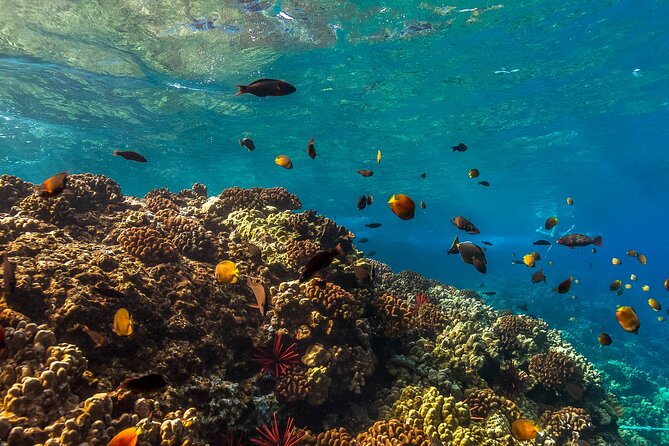 Maui Snorkel and Sunset Sail - Maui Harbor Shops requires a little extra walking