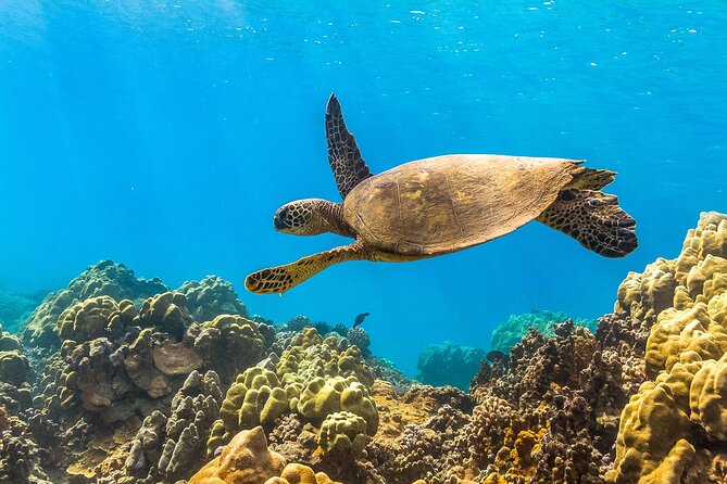 Maui Snorkel and Sunset Sail - Is $127.68 a fair price?