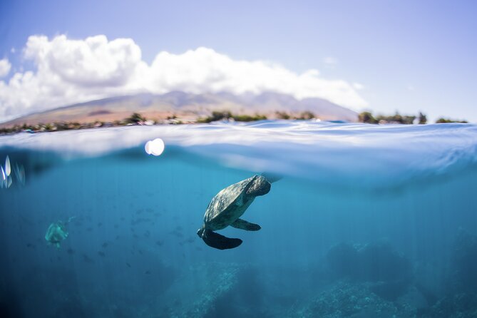 Maui Snorkeling Boat Tour to Turtle Town Aboard Quicksilver - Choosing between Lanai, Turtle Town, and Coral Gardens