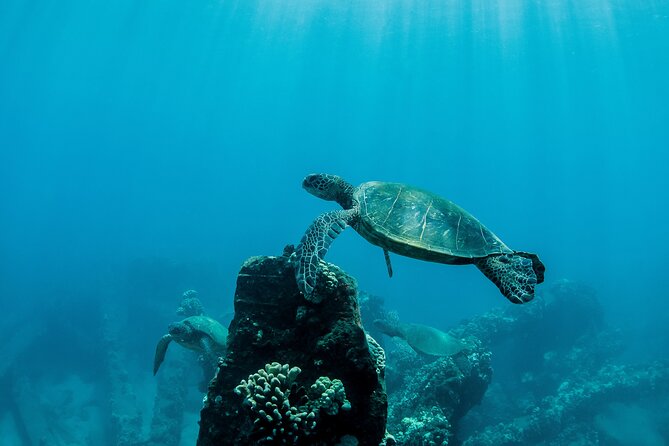 Maui Snorkeling Boat Tour to Turtle Town Aboard Quicksilver - Is $99.95 a fair price?