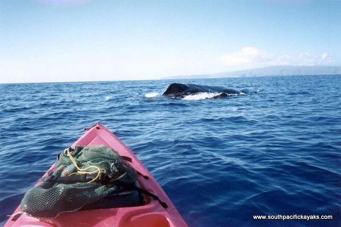 Maui South Shore Premier Kayak and Snorkel Tour from Makena Beach - Whale season adds a memorable possibility