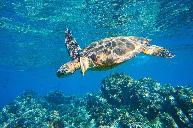 Maui South Shore Premier Kayak and Snorkel Tour from Makena Beach - How this compares with a large snorkeling boat