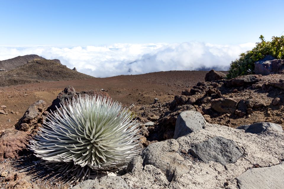 Maui: Sunrise & Breakfast Tour to Haleakala National Park - Who will enjoy this most
