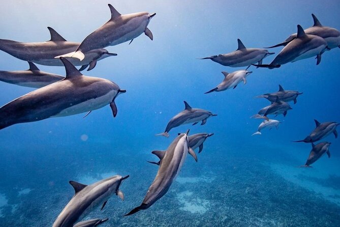 Maui to Lanai Semi-Private Eco Raft Snorkel & Dolphin Tour - Key points to know before you book