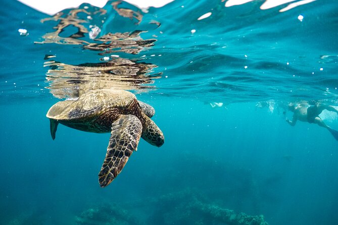 Maui to Lanai Semi-Private Eco Raft Snorkel & Dolphin Tour - Who should choose this Maui ocean trip?