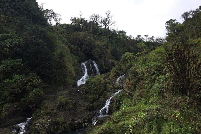 Maui Tour : Road to Hana Day Trip from Lahaina with Pick-up - Bamboo forest and rainbow eucalyptus views