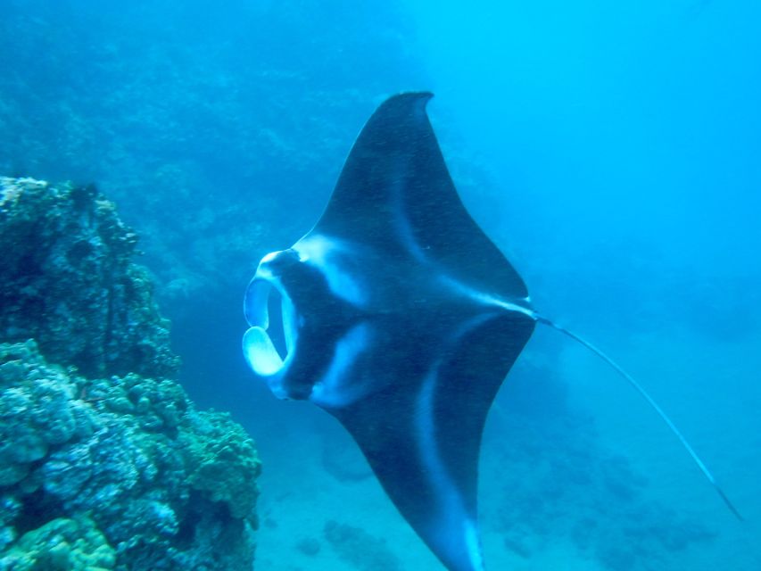 Maui: Turtle Town Kayak and Snorkel Tour - Key points to know before you book