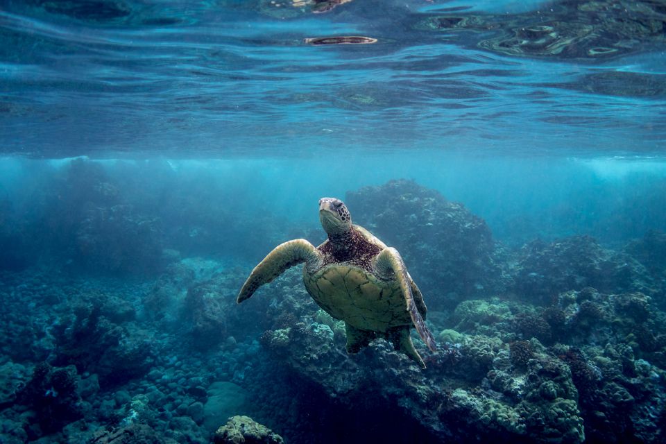 Maui: Turtle Town Kayak and Snorkel Tour - Picking the right departure time