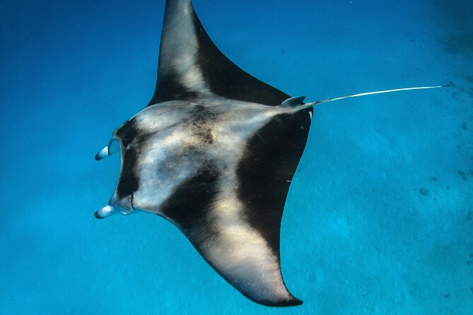 Maui: Turtle Town Snorkel with Photo and Video - Who should book this Maui snorkel?