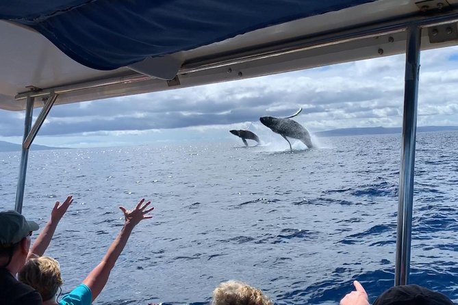 Maui: Ultimate Whale Watch from Lahaina - Why a small Lahaina raft changes whale watching