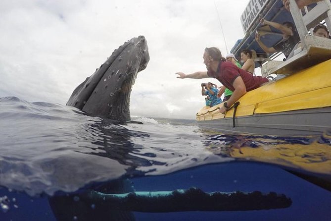 Maui: Ultimate Whale Watch from Lahaina - What happens once you reach the whales