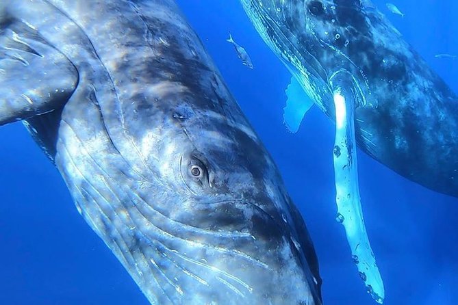 Maui: Ultimate Whale Watch from Lahaina - The hydrophone adds a second kind of encounter